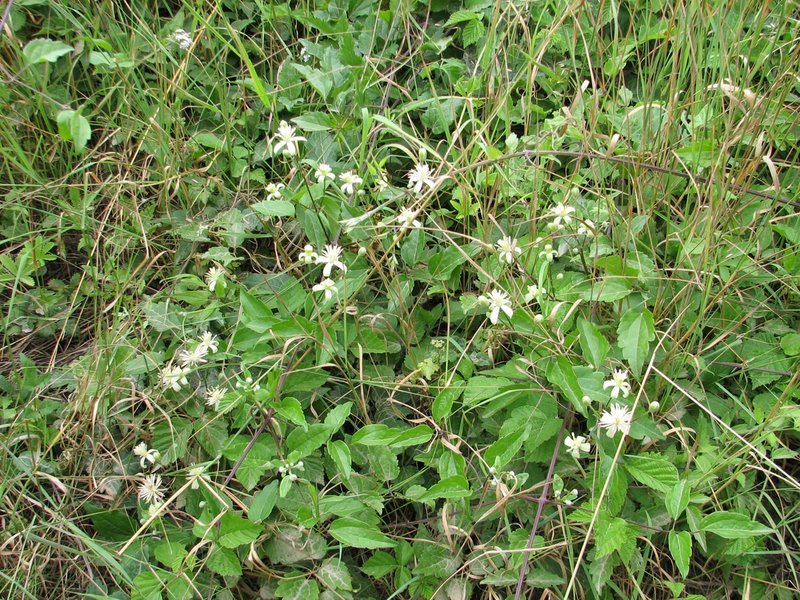 Clématites des haies 